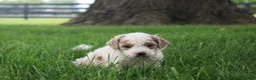 Mini Goldendoodle dogs for sale: Rose - Ad 4
