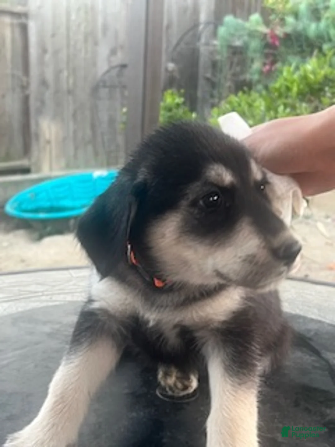 Goberian dogs for sale: Goberian Puppy 6 (Orange) - Ad 2