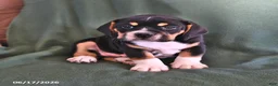 Beabull dogs for sale: Rover - Ad 4