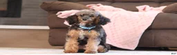 Mixed Breed dogs for sale: Ranger (AKC) - Ad 3