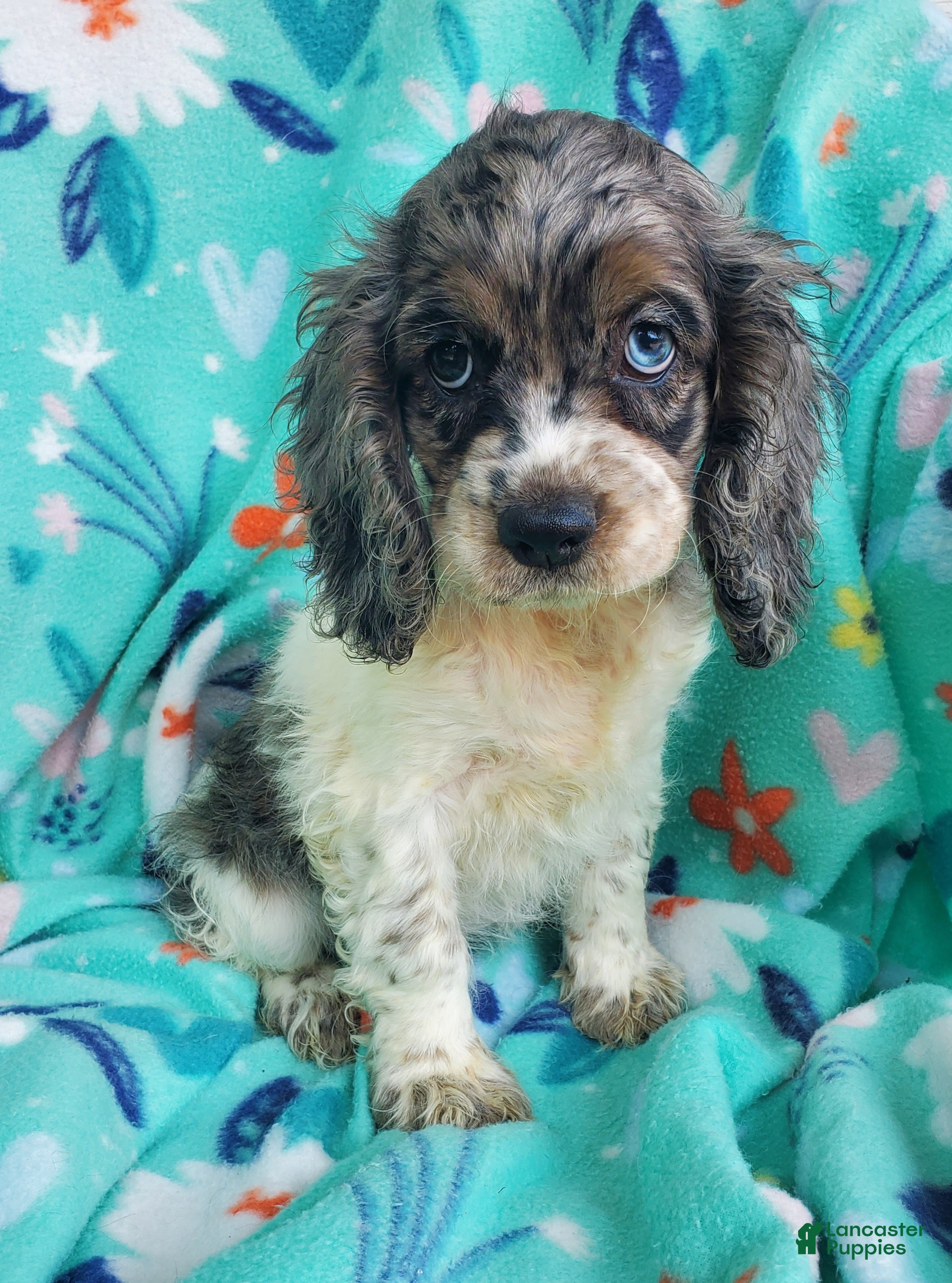 Cocker Spaniel dogs Sky - Ad 1