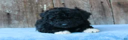 Mixed Breed dogs for sale: Elinor (toy) - Ad 3