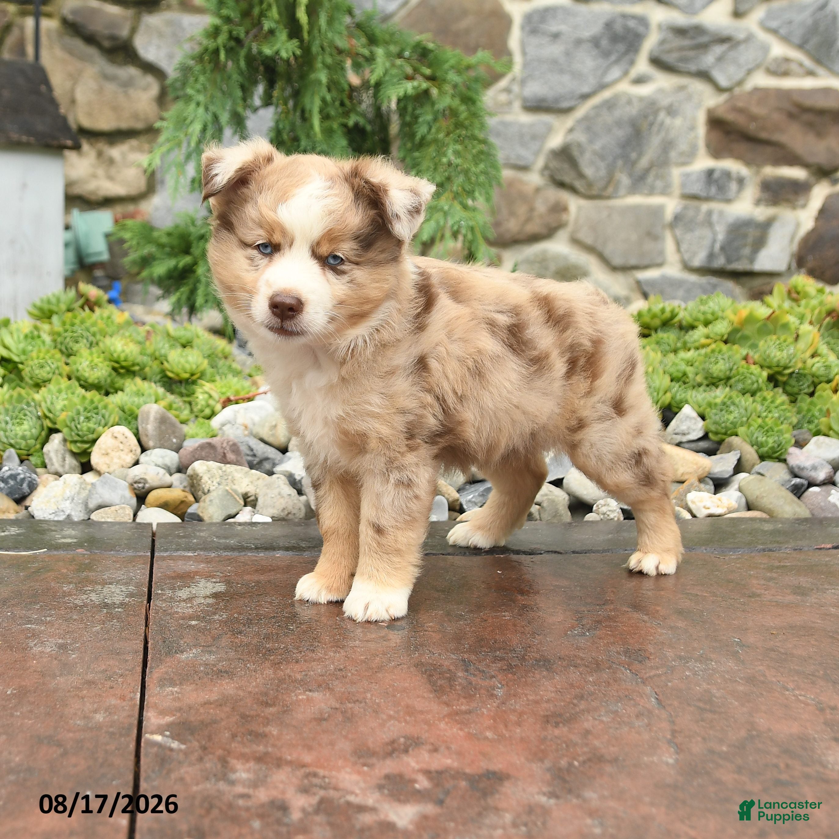 Mini Aussiedoodle dogs Jessie - Ad 1