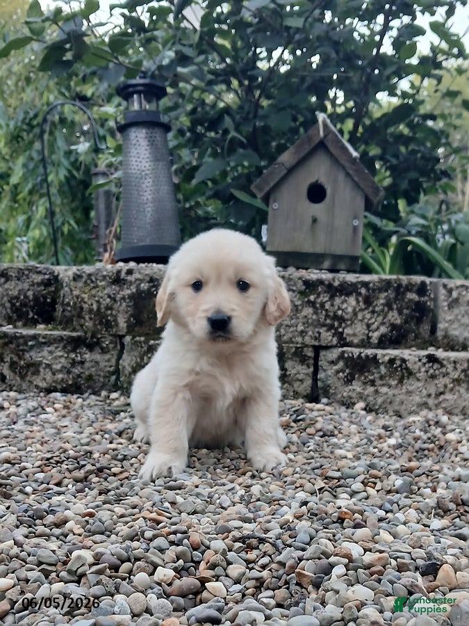 Golden Retriever dogs Ranger - Ad 1