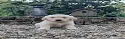 Golden Retriever dogs for sale: Ranger - Ad 1