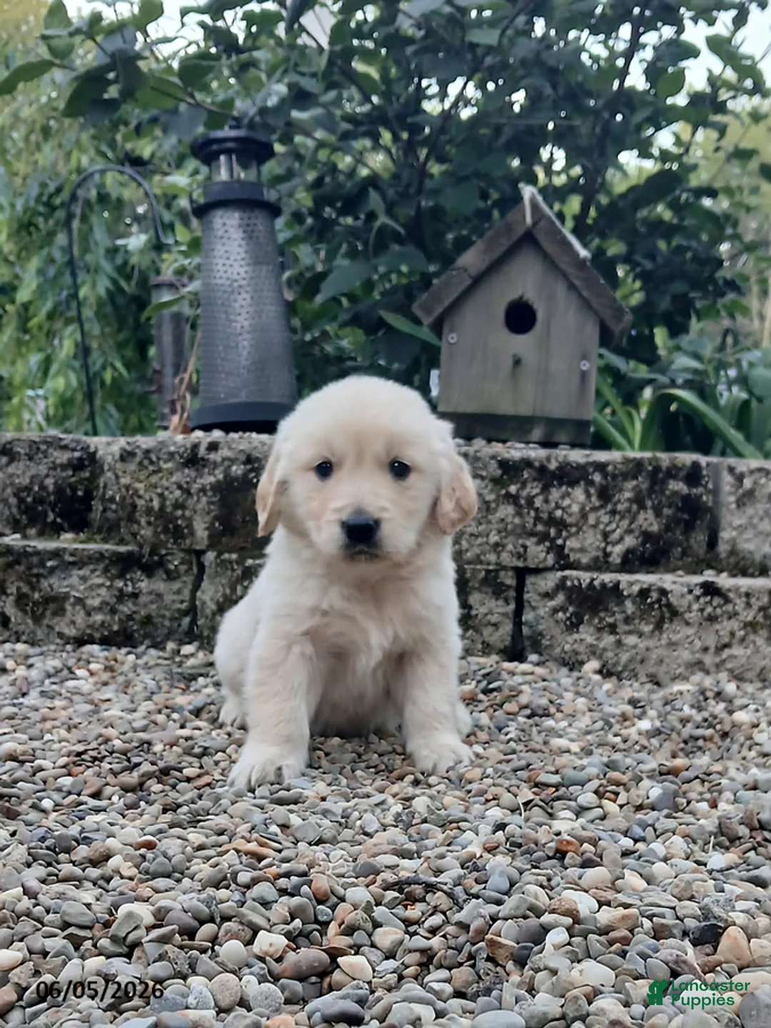 Golden Retriever dogs for sale: Ranger - Ad 1