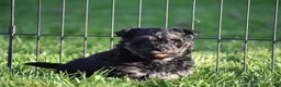 Mixed Breed dogs for sale: Stoker - Ad 11
