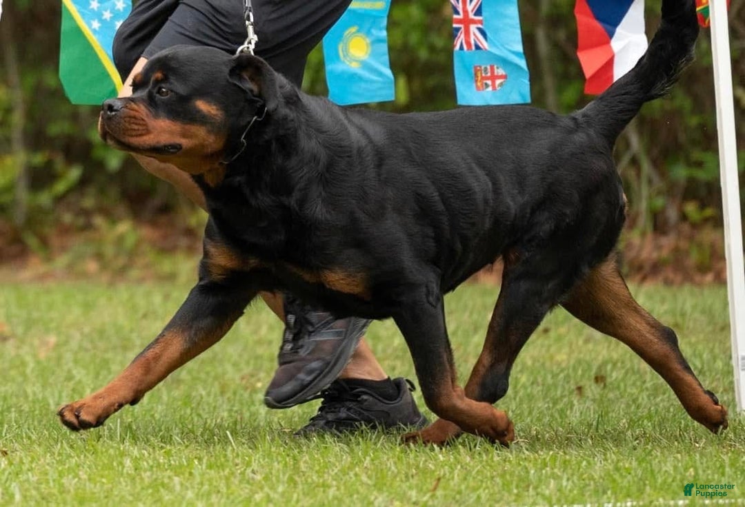 Rottweiler dogs for sale: Nova Vom Hause Metzger - Ad 4