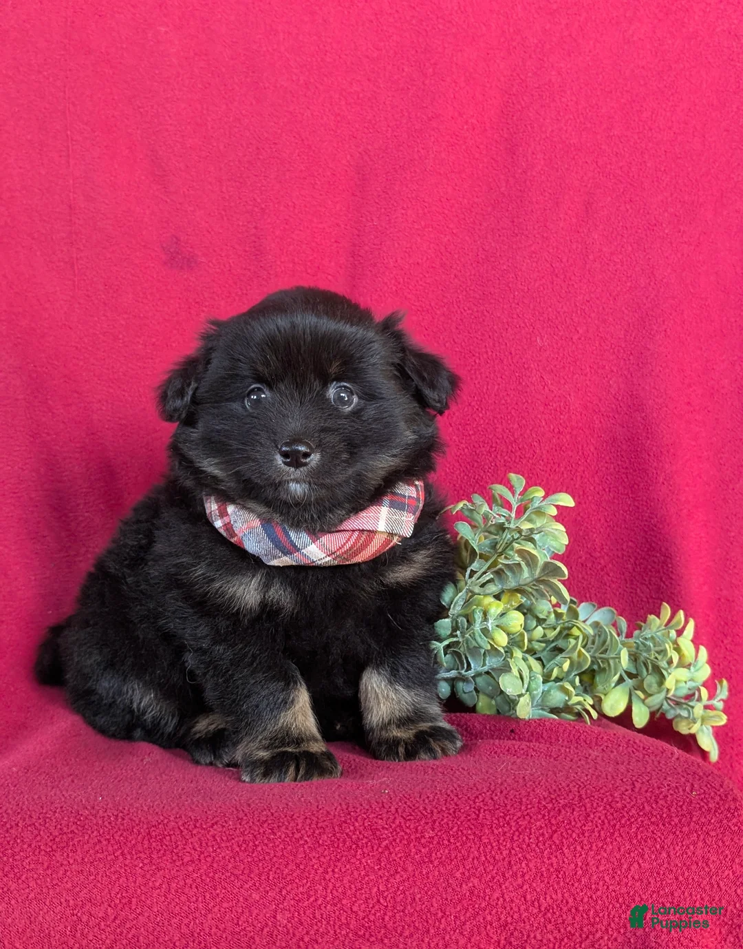 Pomeranian dogs for sale: Corbett - Ad 5