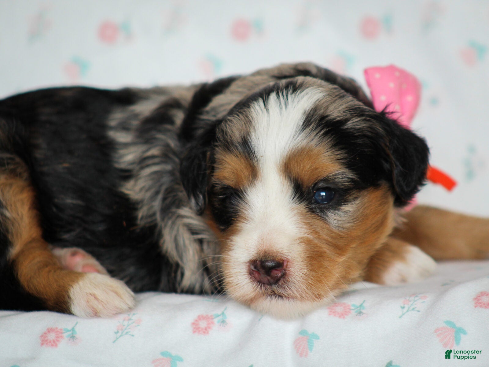 Mini Bernedoodle dogs Zinni - Ad 2