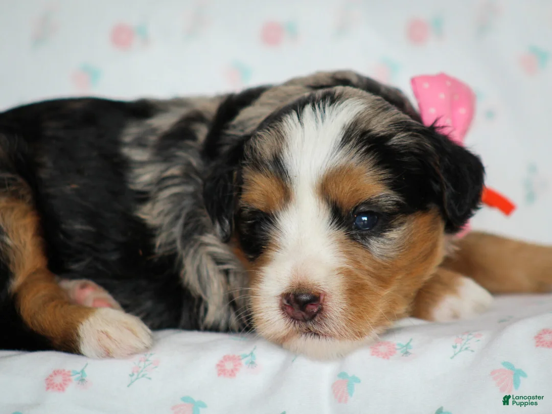 Mini Bernedoodle dogs for sale: Zinni - Ad 2