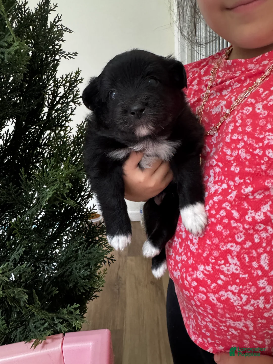 Pomeranian dogs for sale: Pomeranian 2 - Ad 2