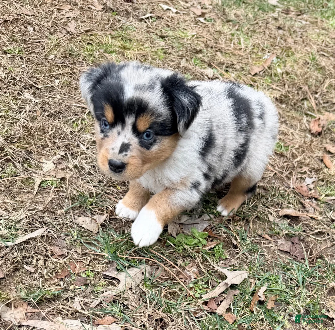 Australian Shepherd dogs for sale: Rex - Ad 3