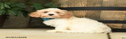Cavachon dogs for sale: Tulip - Ad 3
