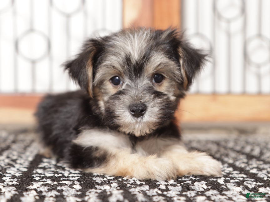 Morkie dogs Jelly - Ad 4