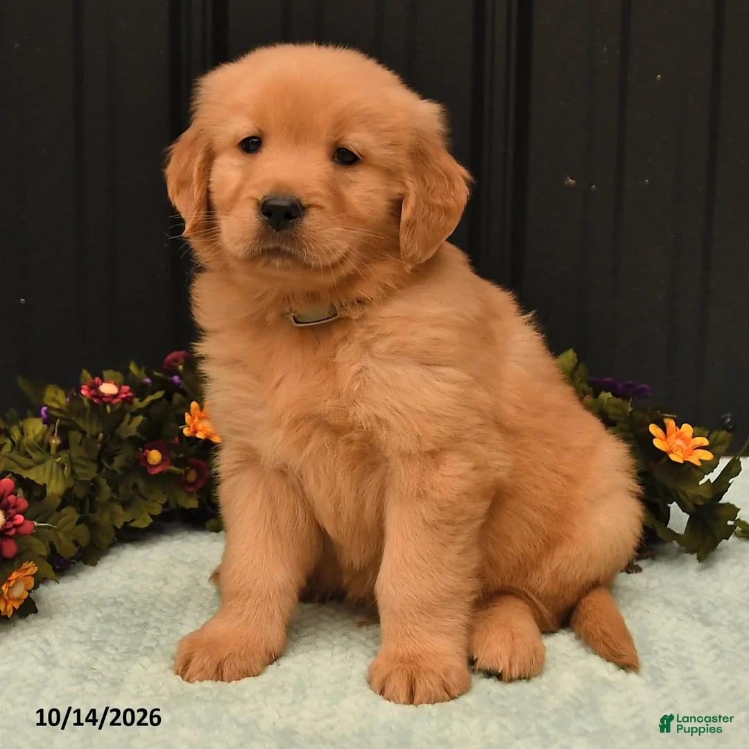 Golden Retriever dogs for sale: Benny - Ad 2
