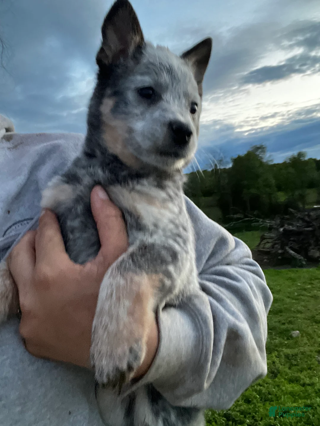 Australian Cattle Dog dogs for sale: Teeter - Ad 1