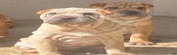 Shar Pei dogs for sale: Goose - Ad 3