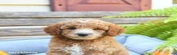 Cavapoo dogs for sale: Warrior - Ad 5