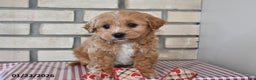 Bichpoo dogs for sale: Chester - Ad 3