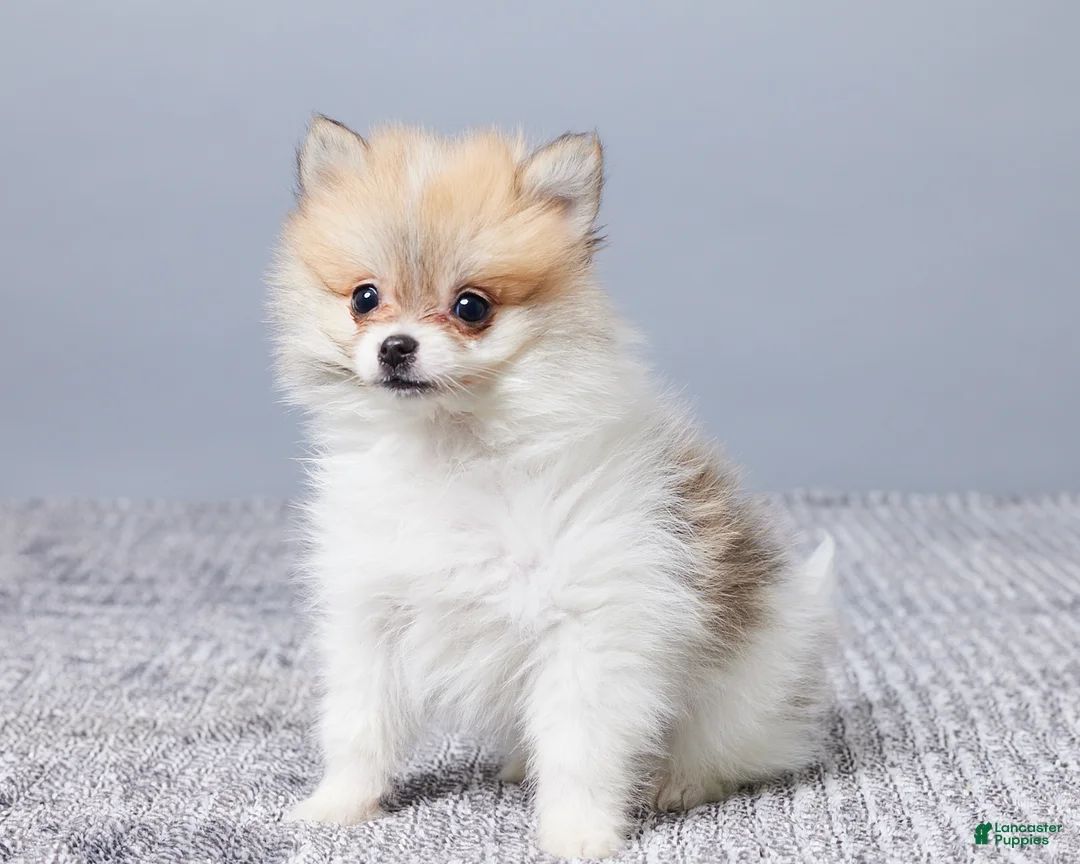 Pomeranian dogs for sale: Dakota - Ad 2