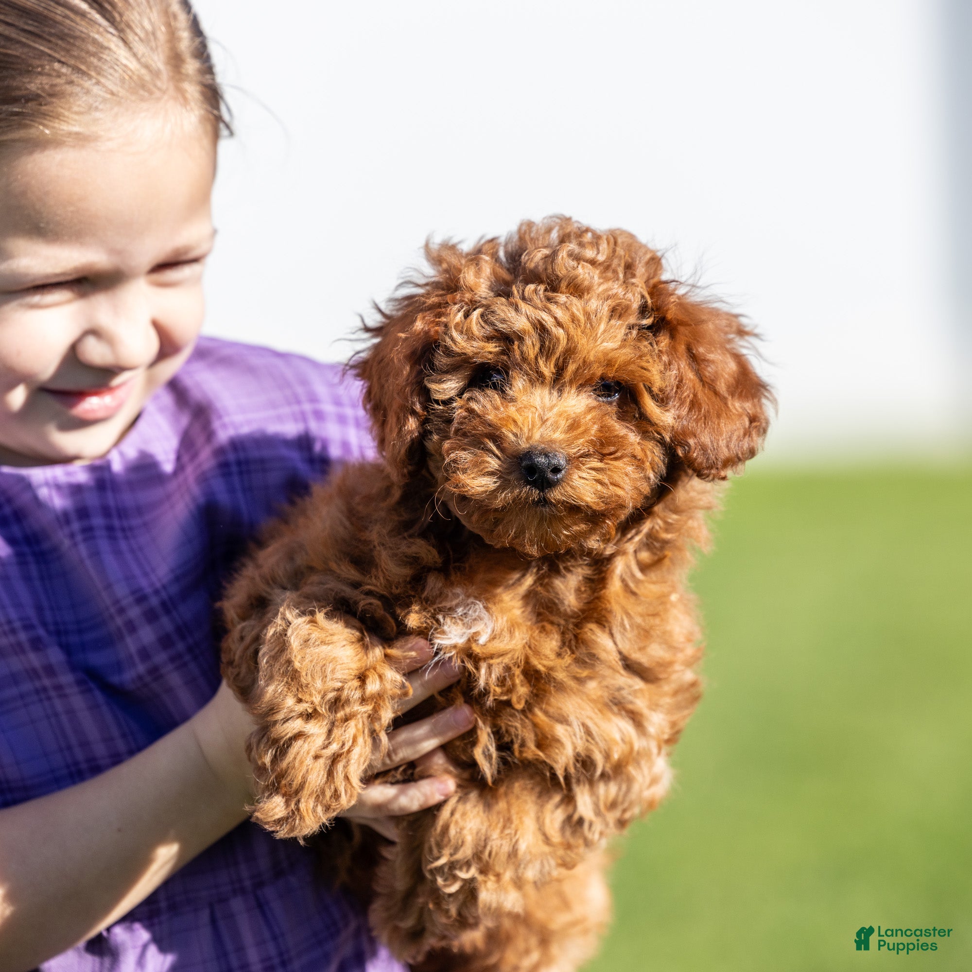 Miniature Poodle dogs Euphoria  - Ad 2