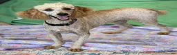 Miniature Poodle dogs for sale: Ben - Ad 6