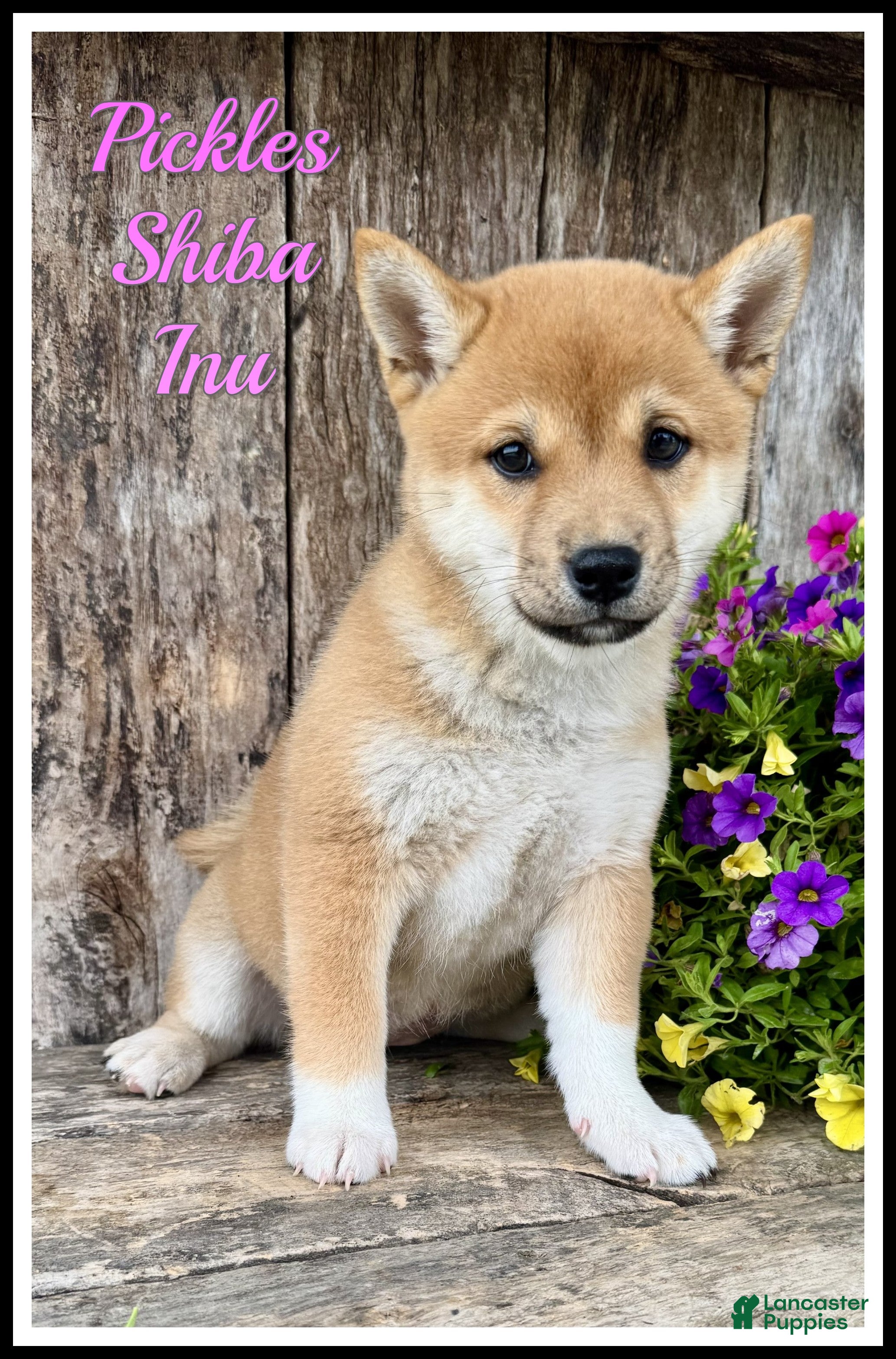 Shiba Inu dogs Pickles - Ad 1