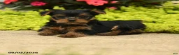 Yorkshire Terrier dogs for sale: Julio - Ad 3