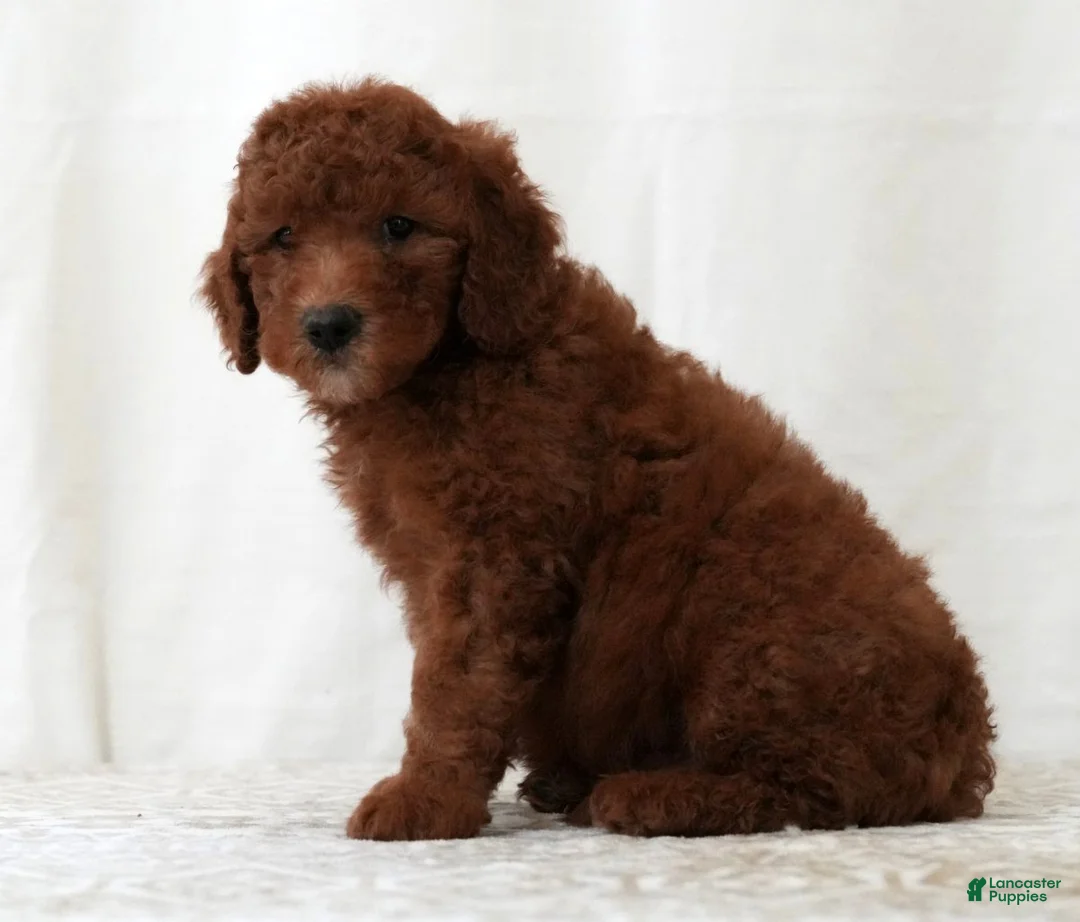 Mini Goldendoodle dogs for sale: Jasper - Ad 1
