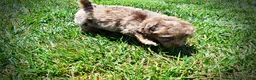 Havapoo dogs for sale: Innocent - Ad 19