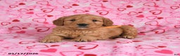 Goldendoodle dogs for sale: Bentley - Ad 2