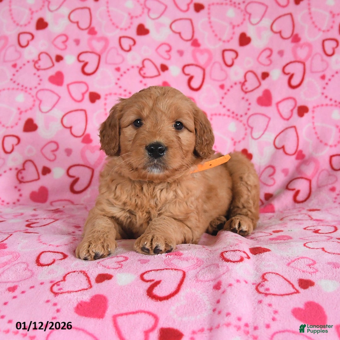 Goldendoodle dogs for sale: Bentley - Ad 2