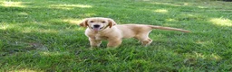 Golden Retriever dogs for sale: Georgie - Ad 6