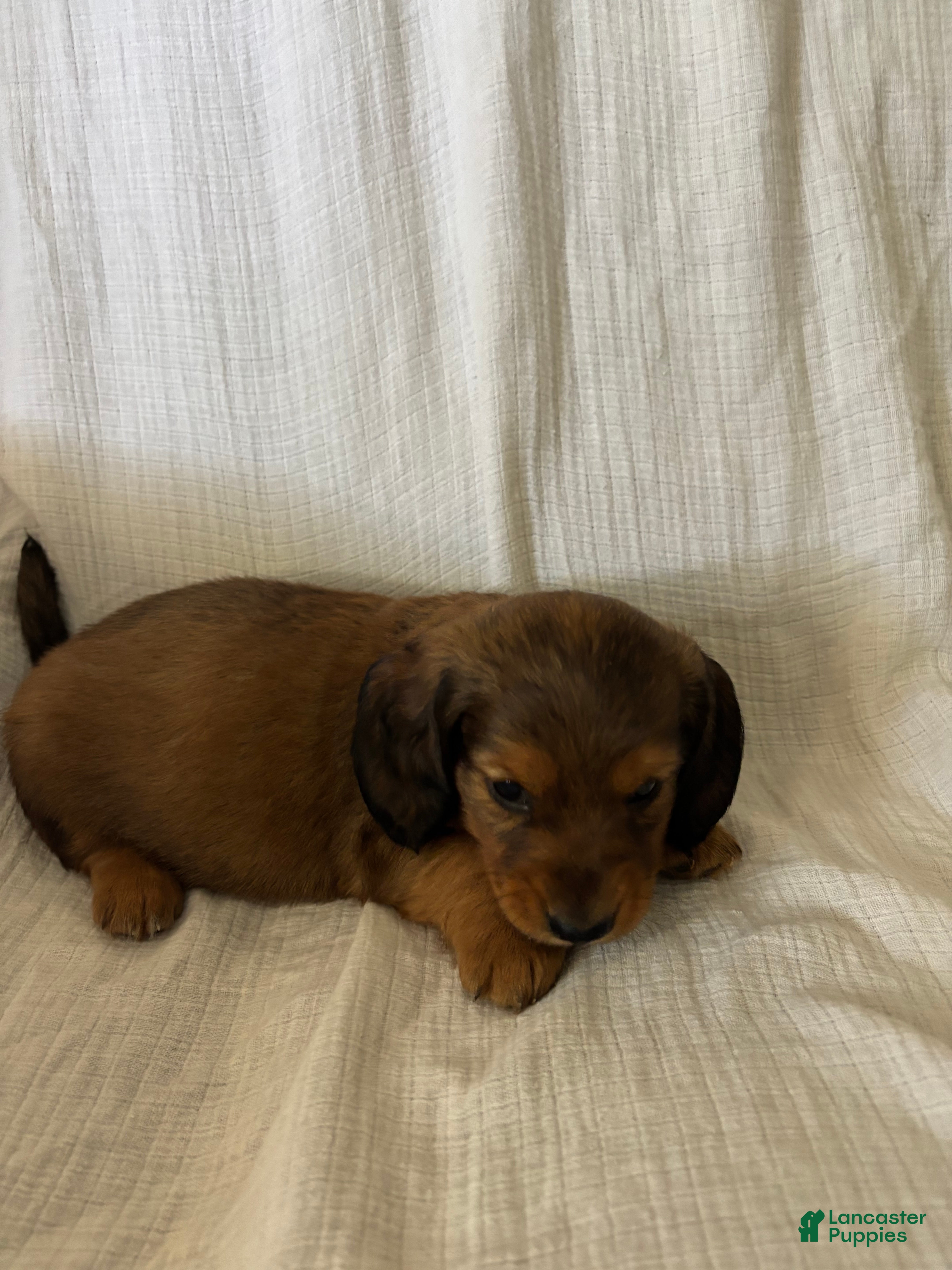 Miniature Dachshund dogs Blazer - Ad 2