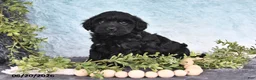 Havapoo dogs for sale: Midnight - Ad 2