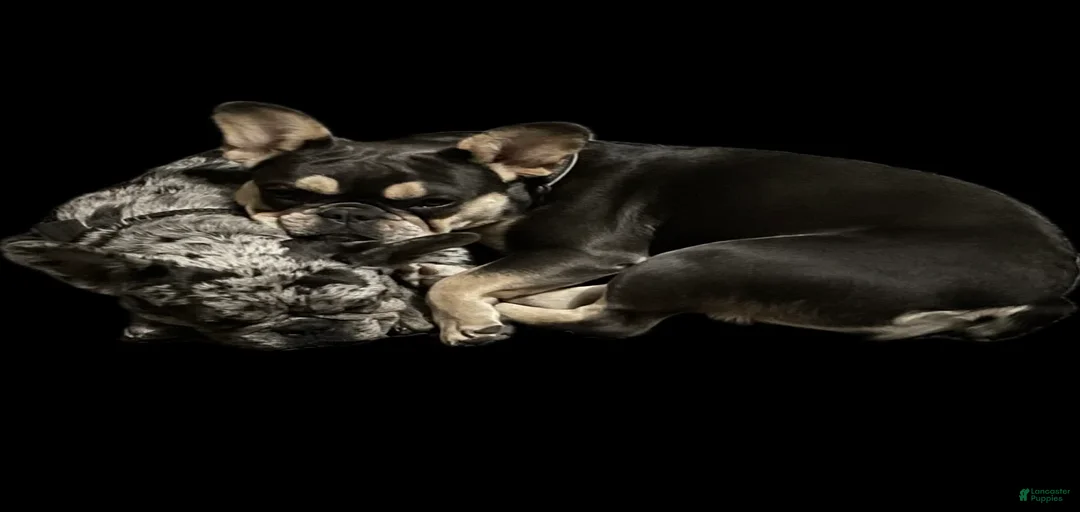 Gallery Image {{count}}