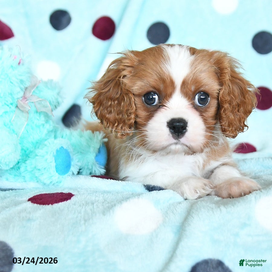 Cavalier King Charles Spaniel dogs Grant - Ad 2