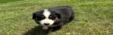 Miniature Australian Shepherd Puppy 8