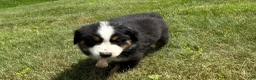 Miniature Australian Shepherd dogs for sale: Miniature Australian Shepherd Puppy 8 - Ad 1