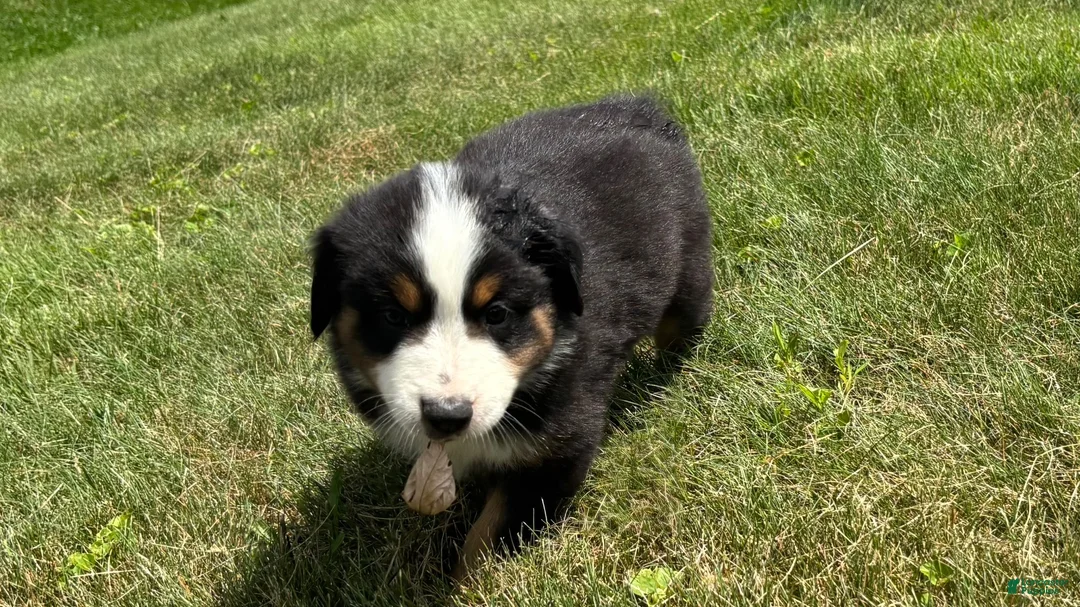 Miniature Australian Shepherd dogs for sale: Miniature Australian Shepherd Puppy 8 - Ad 1