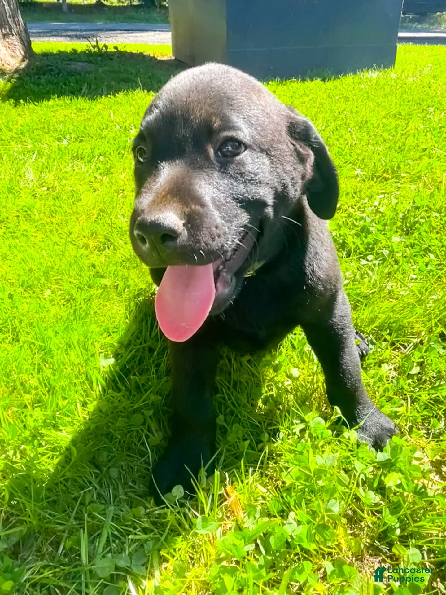 Labrador Retriever dogs Charlotte - Ad 2