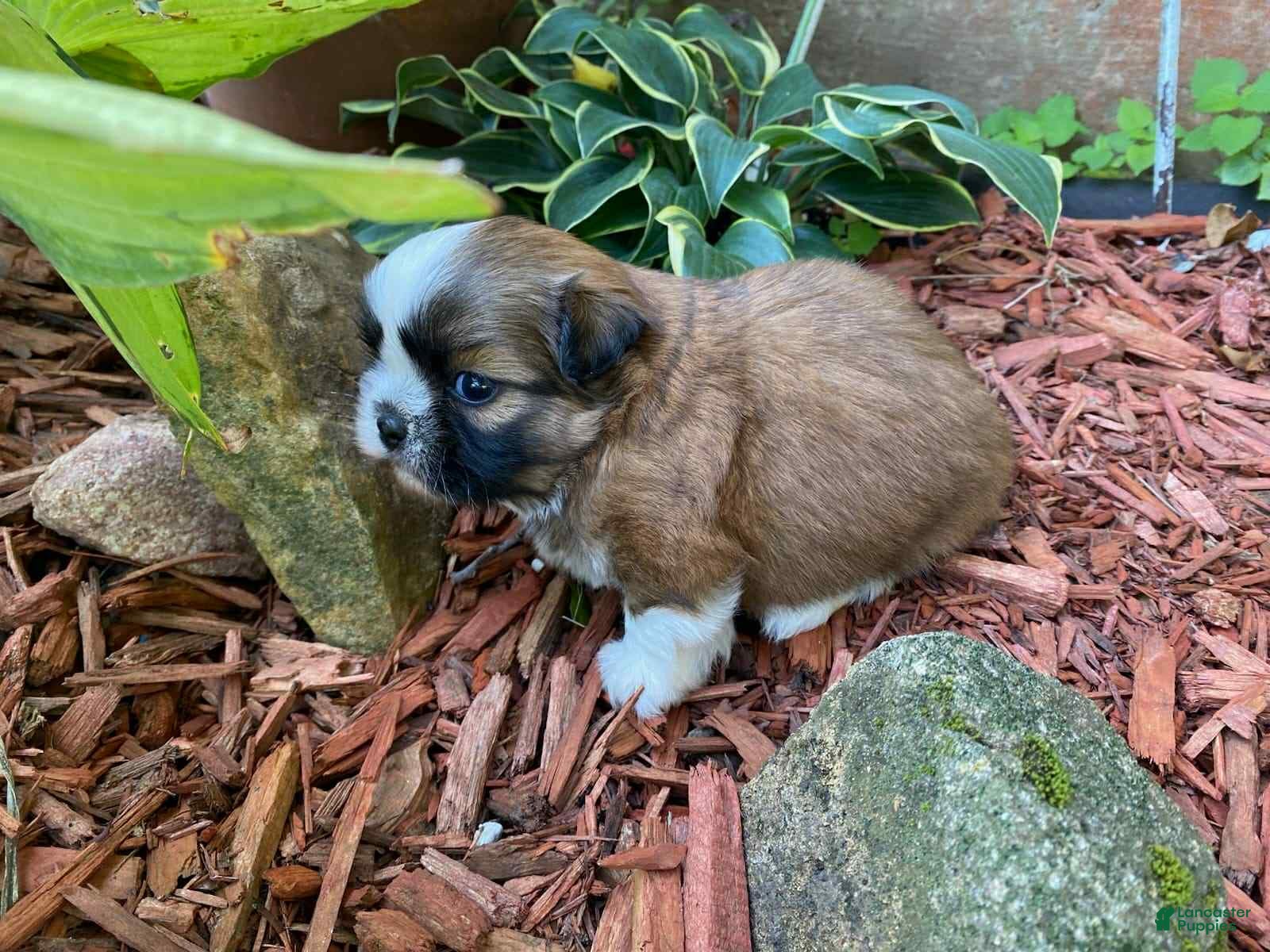 Shih Tzu dogs Murphy - Ad 32