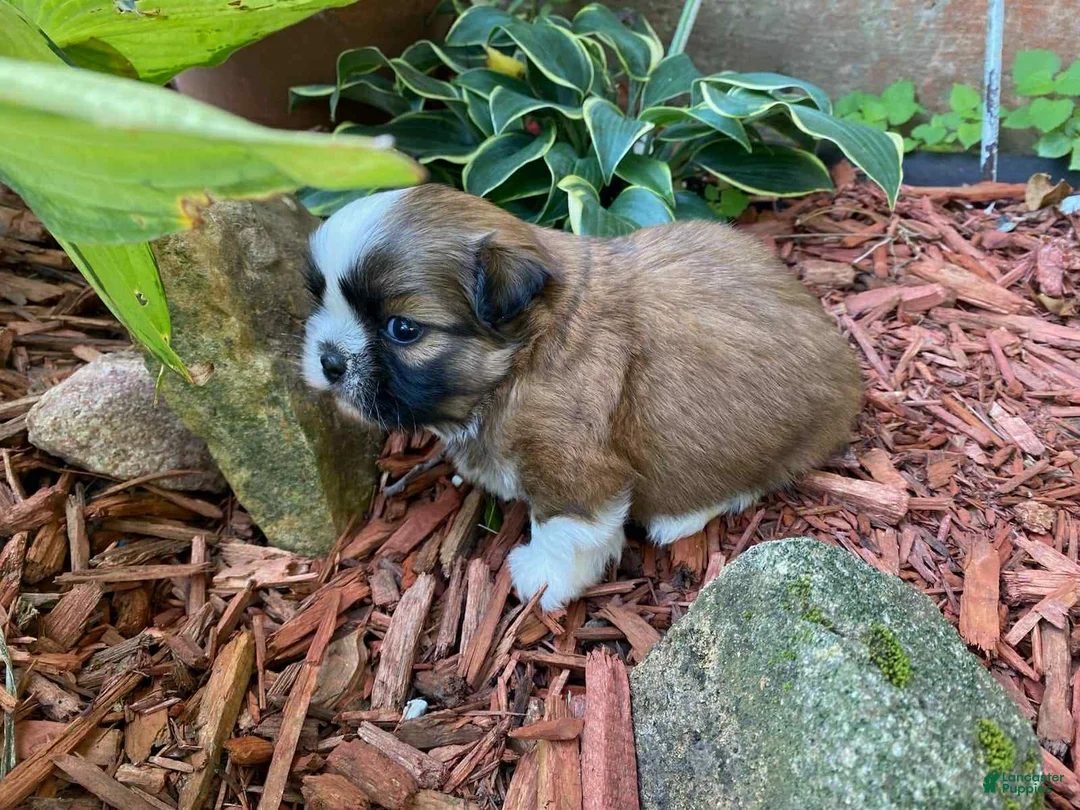 Shih Tzu dogs for sale: Murphy - Ad 1