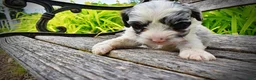 Havapoo dogs for sale: Skye - Ad 5