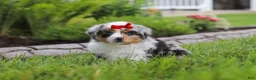 Miniature Australian Shepherd dogs for sale: Bonnie - Ad 3