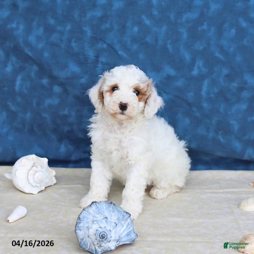 Goldendoodle dogs for sale: Babe - Ad 5