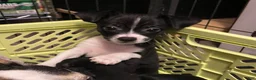 Chihuahua dogs for sale: Chihuahua 1 - Ad 2