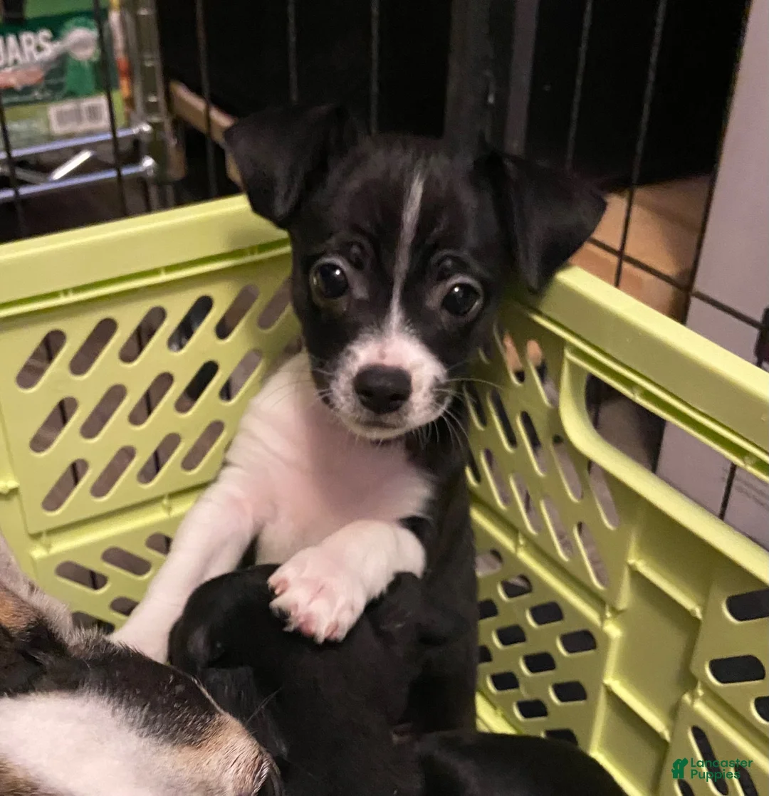 Chihuahua dogs for sale: Chihuahua 1 - Ad 2