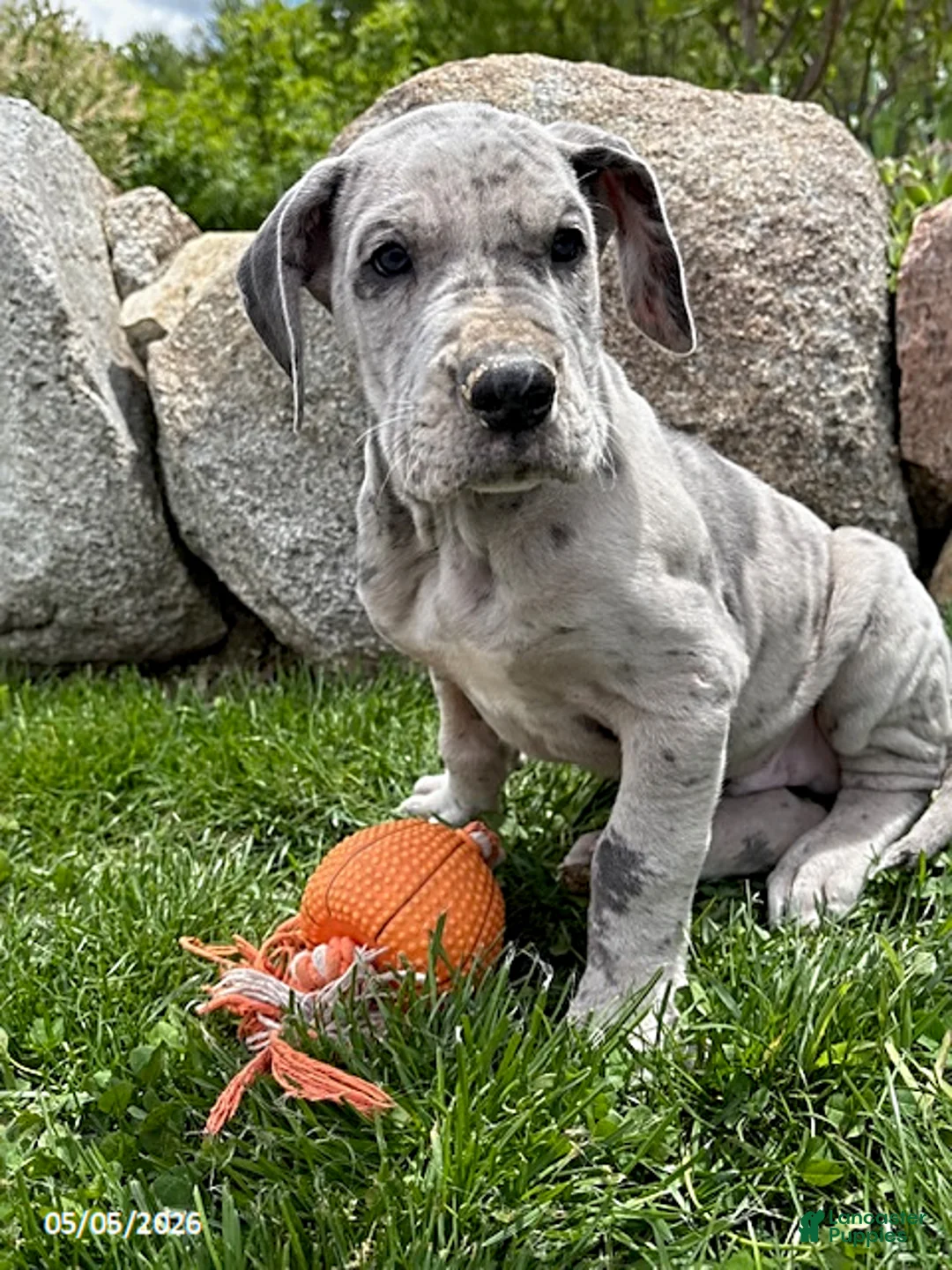 Great Dane dogs for sale: Theo - Ad 1